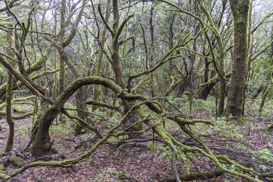 La Gomera 19 - parque nacional de Garajonay .jpg